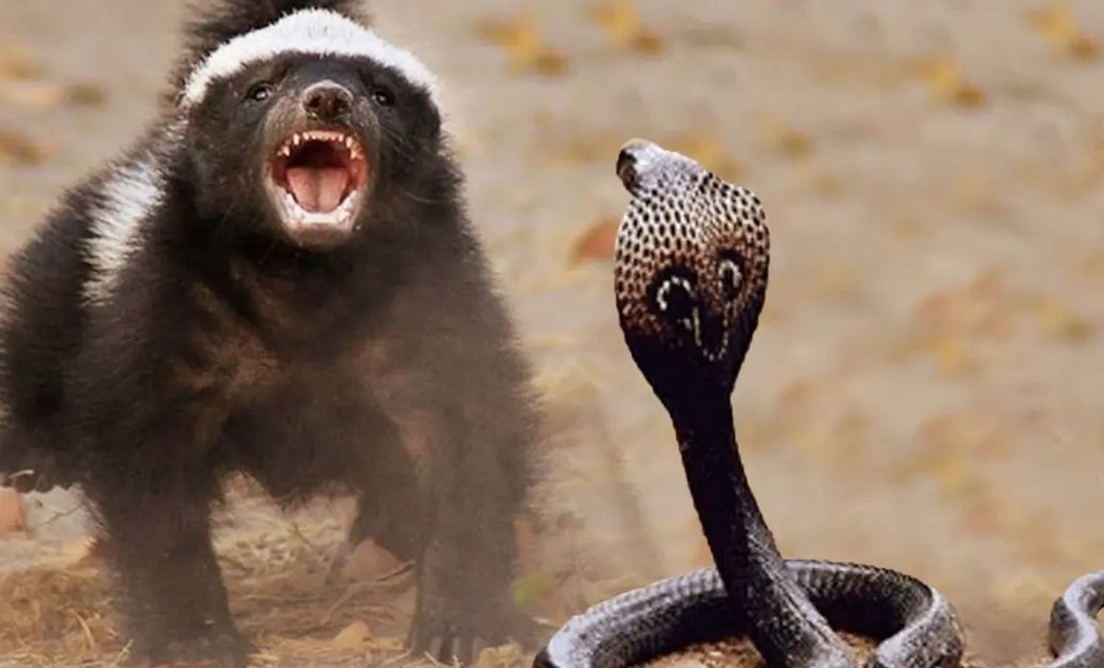 El combate del tejón y la serpiente