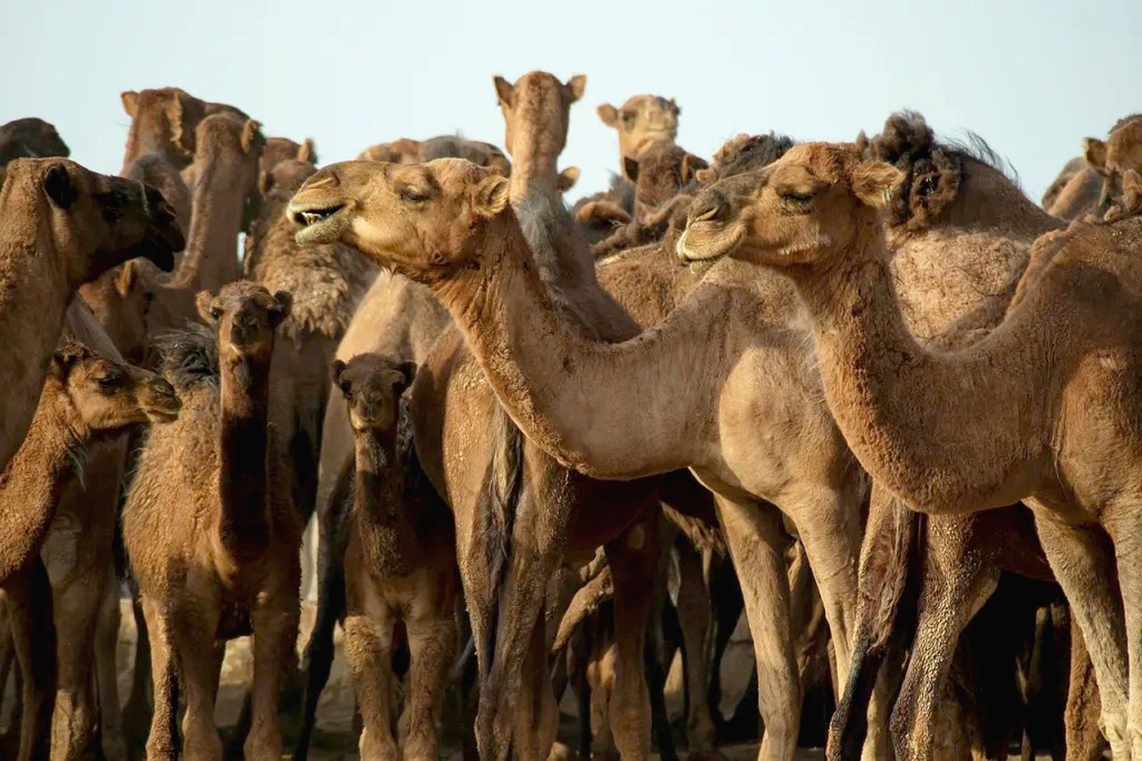 Camellos