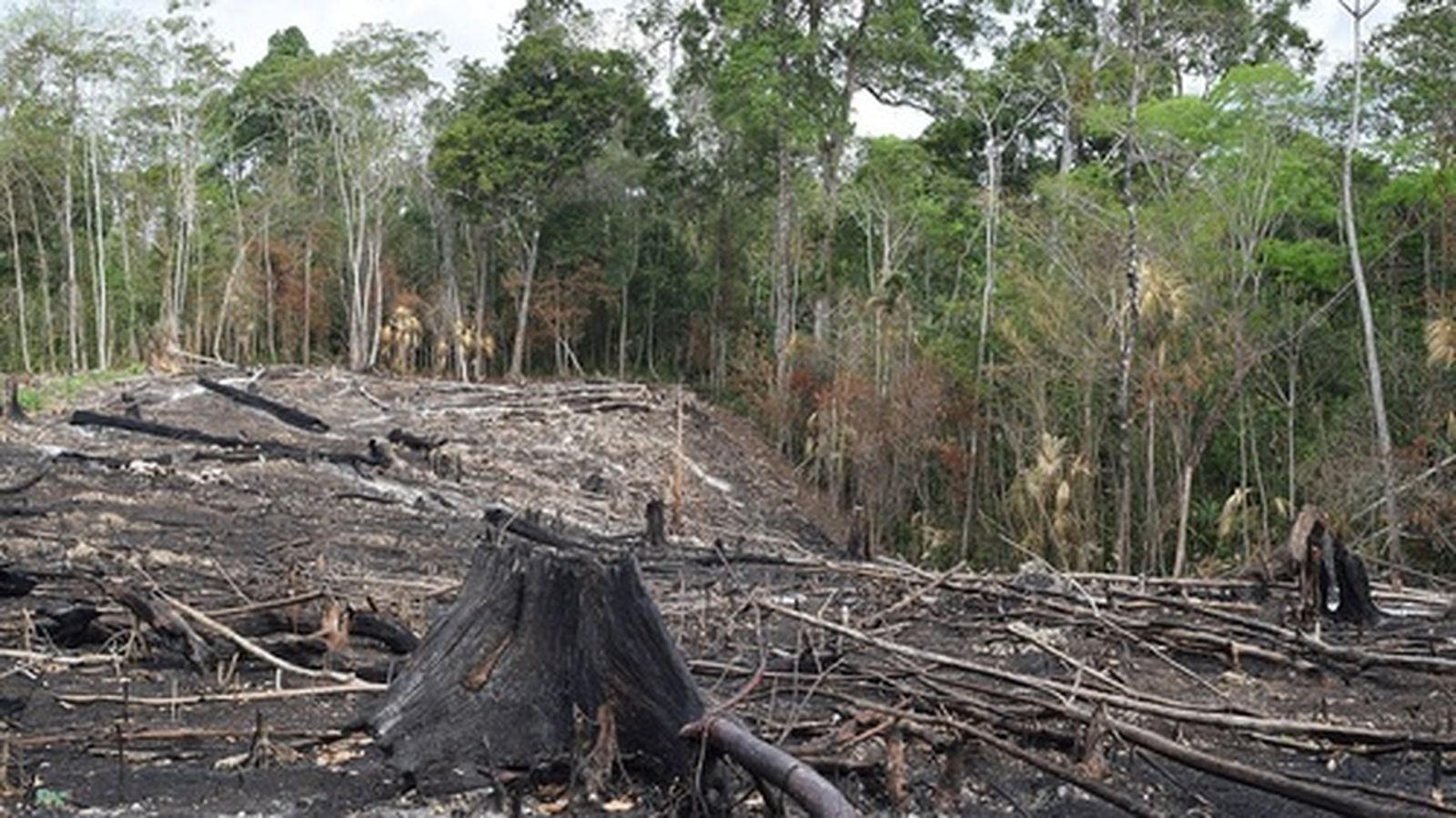 Explotacion en la Amazonia