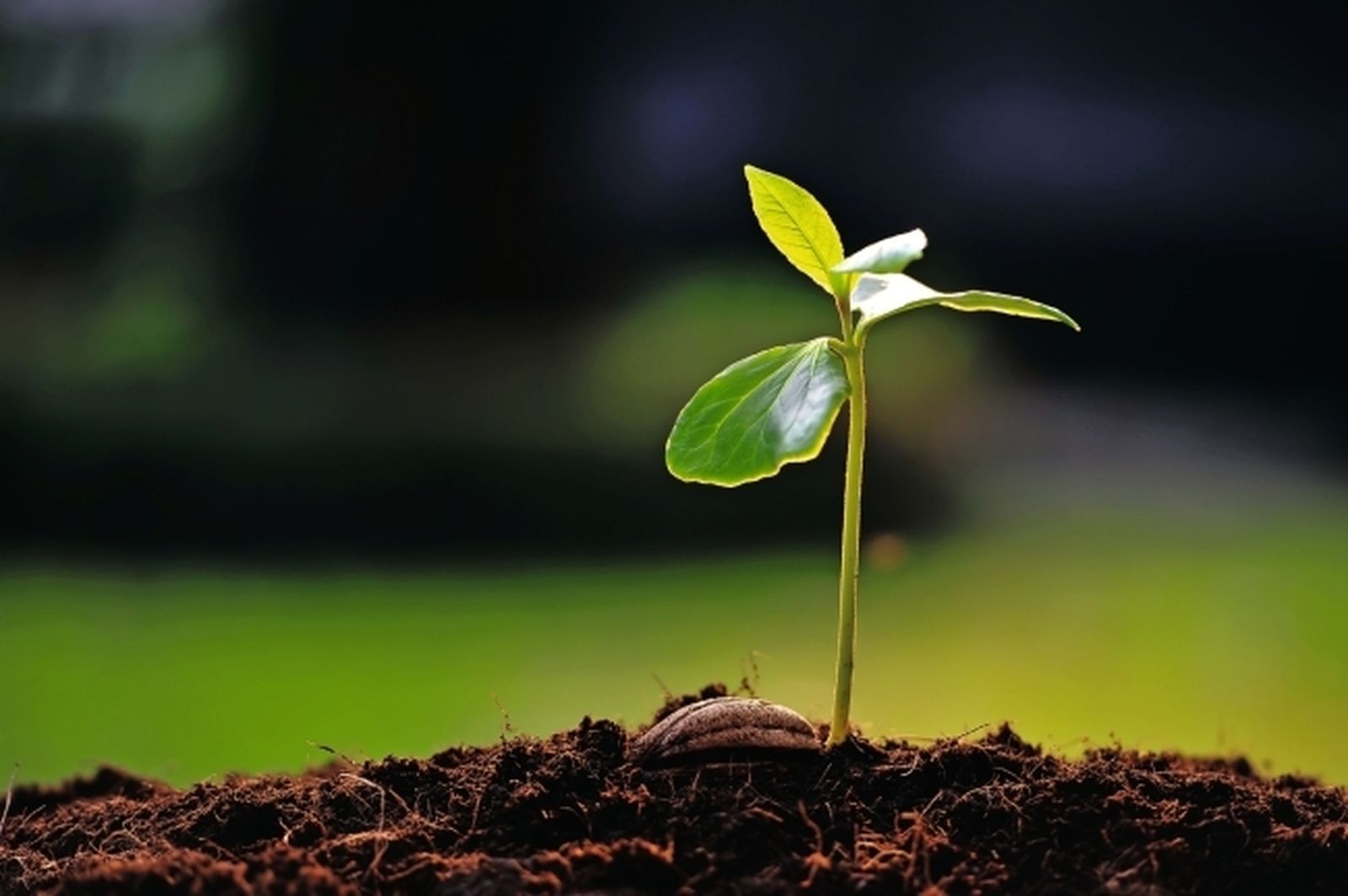 XI Domingo ordinario: Mc 4,26-34. "Saber esperar, forzando la urgencia que no permite esperar".