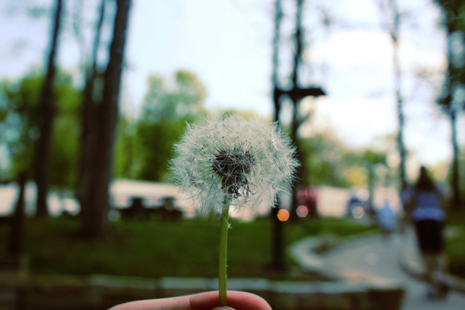 Semillas de esperanza