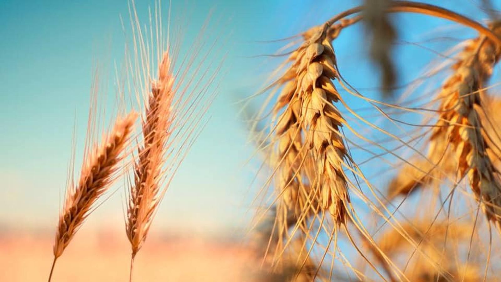 El trigo y la cizaña