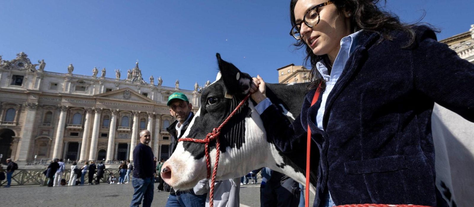 La vaca Ercolina en la plaza de San Pedro