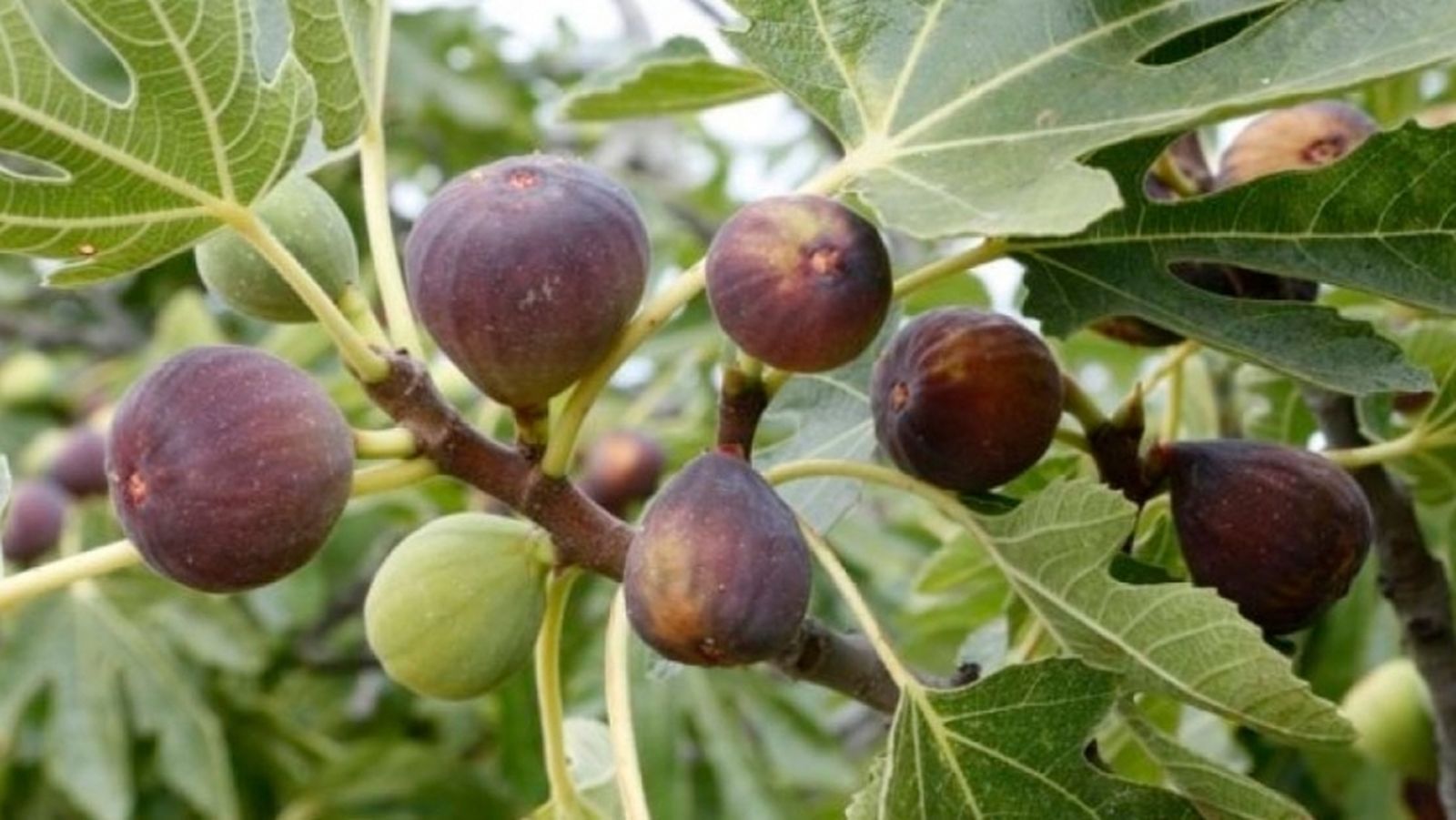 Jesús nos invita a saber Interpretar los signos del reino en el hoy de nuestra historia