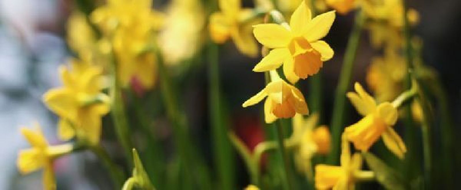 Pascua florida: el lugar de la vida