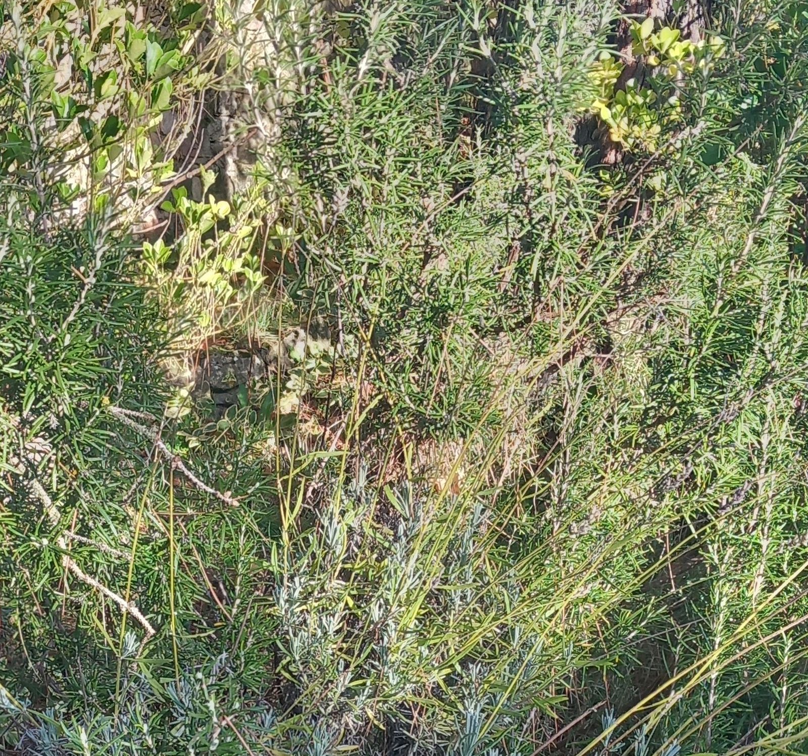 09 II Lunes de Adviento