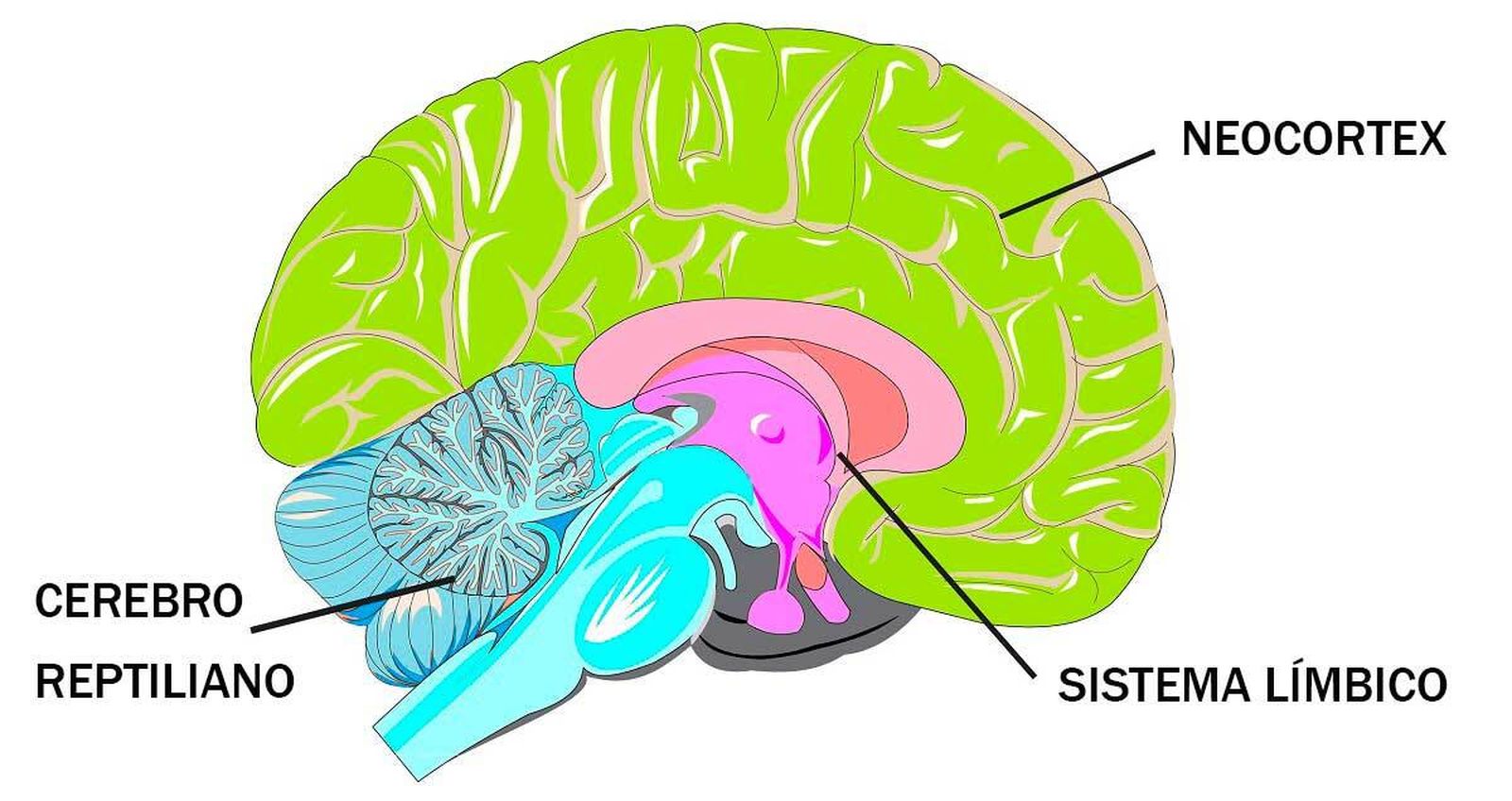 Representación del cerebro triuno