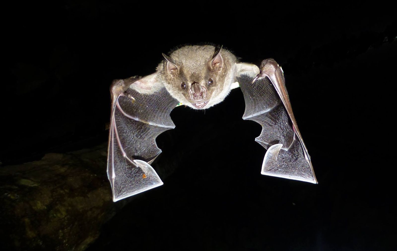 En Venezuela hay más de cincuenta especies distintas de murciélagos