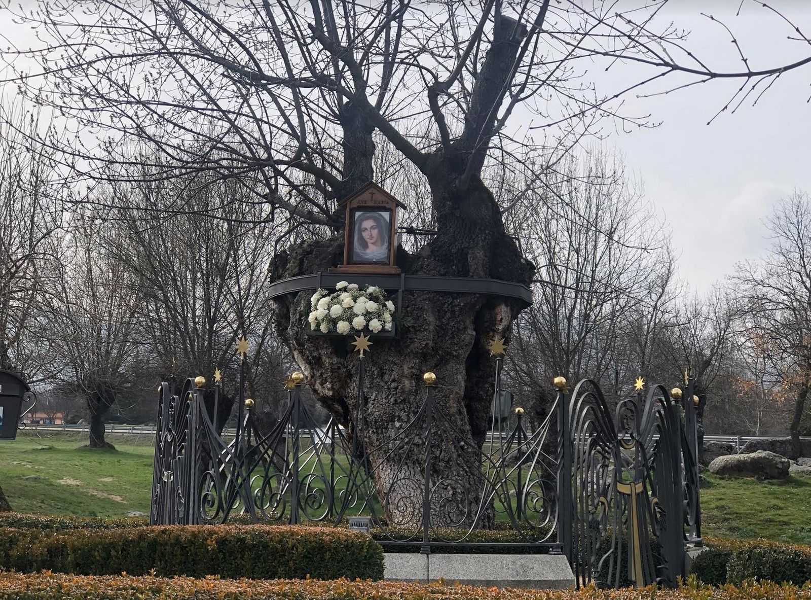 Árbol de las apariciones de Prado Nuevo