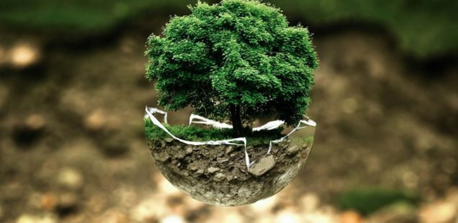 Católicos por el cuidado de la Casa Común