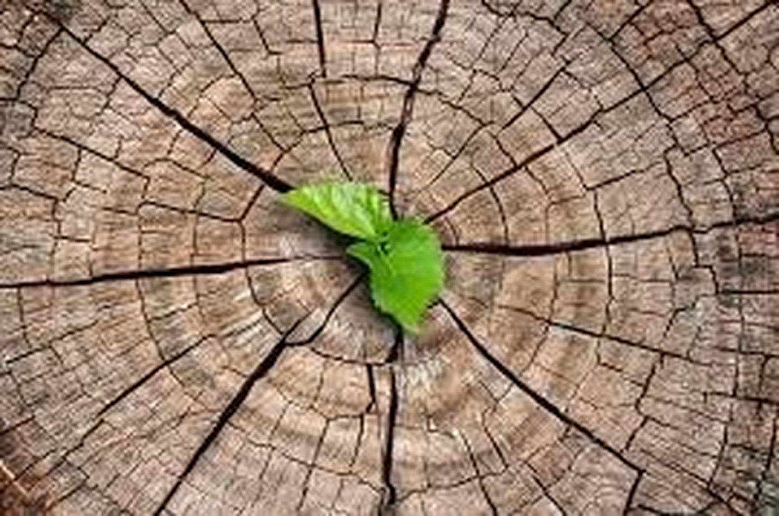 I Domingo de Adviento