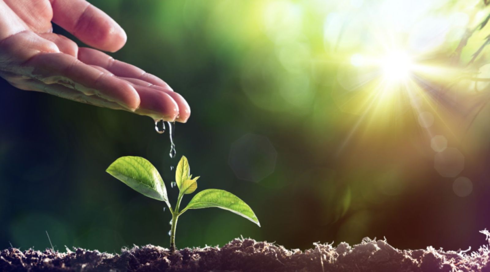 la semilla del Reino