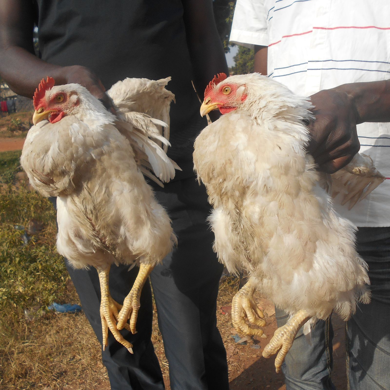 Prohibido aceptar regalos de Navidad... con excepciones