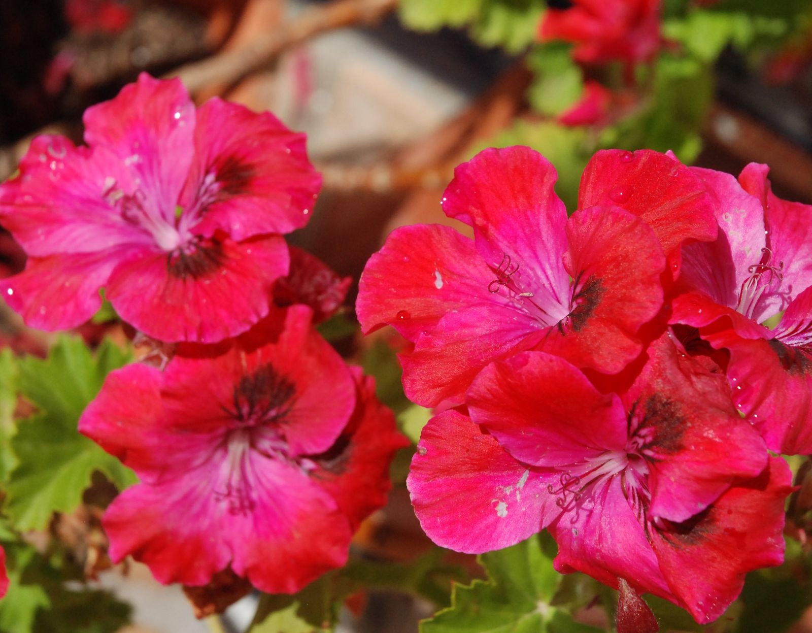 8 de mayo: Mes de María