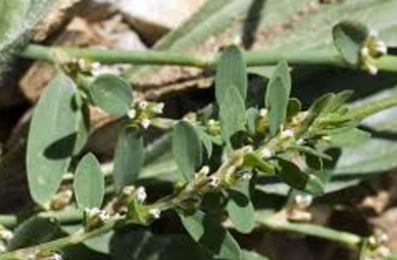 Polygonum