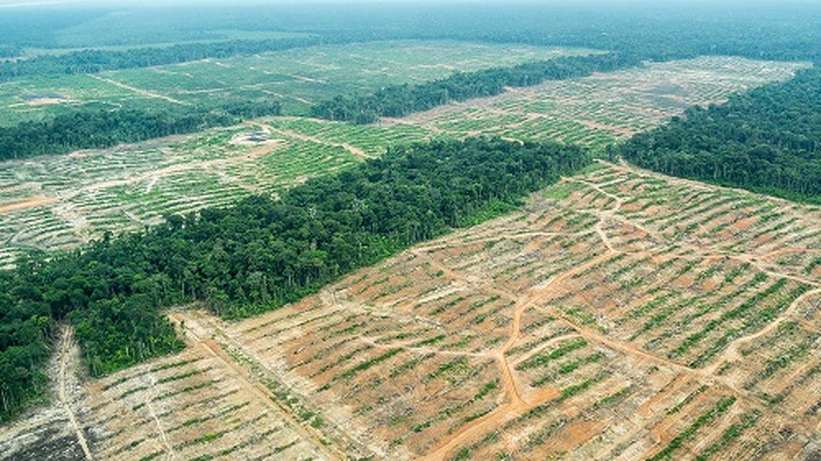 Deforestación en selva peruana
